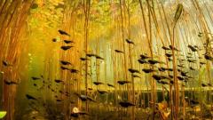 Sualtı ormanı... Kayındı Gölü, Kazakistan